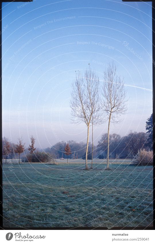 3 birches in the park Leisure and hobbies Garden Art Nature Landscape Plant Animal Tree Grass Park Meadow Potsdam Discover Relaxation Freeze Looking Esthetic