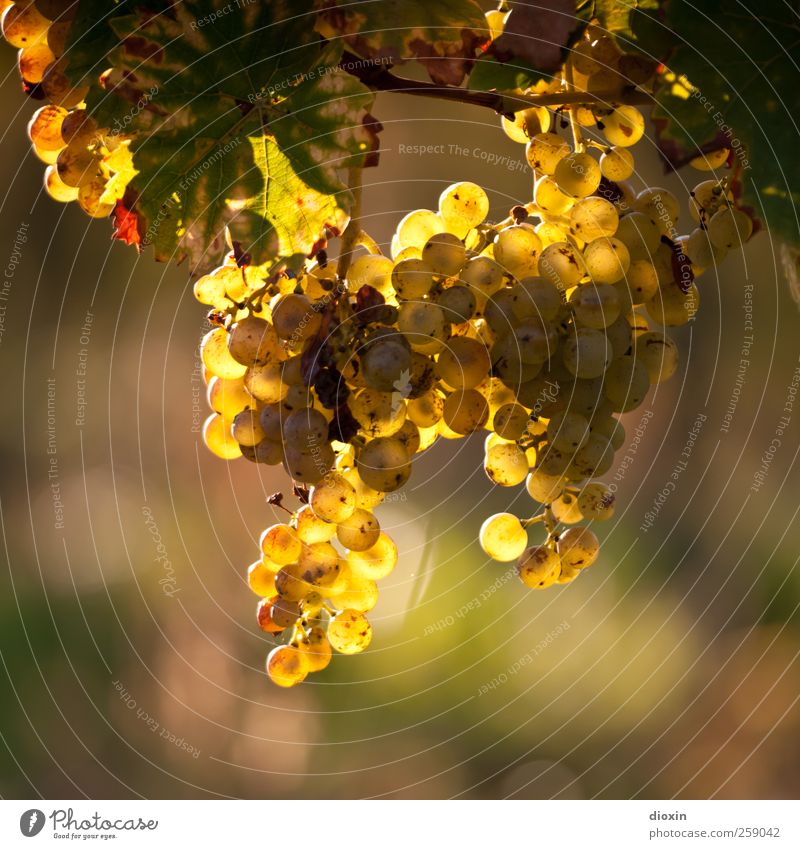 Wine In The Afternoon Sparkling wine Prosecco Champagne Agriculture Forestry Environment Nature Plant Sunlight Autumn Climate Beautiful weather Leaf