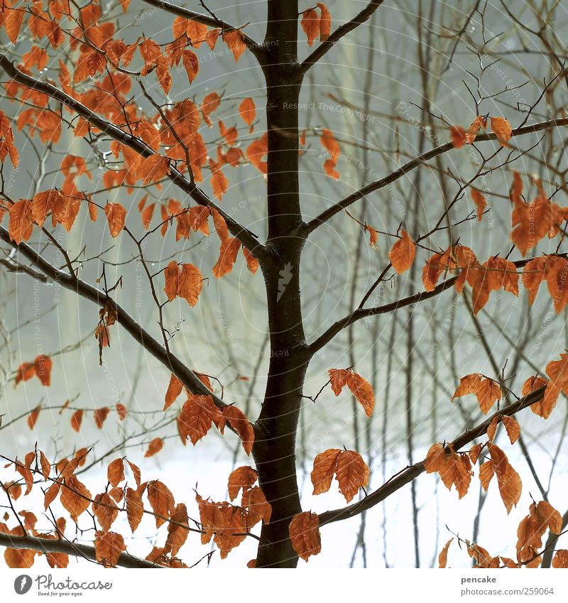 beech fire Environment Nature Landscape Plant Elements Fire Water Winter Weather Fog Rain Ice Frost Snow Tree Leaf Wild plant Forest Moody Beech tree beech red