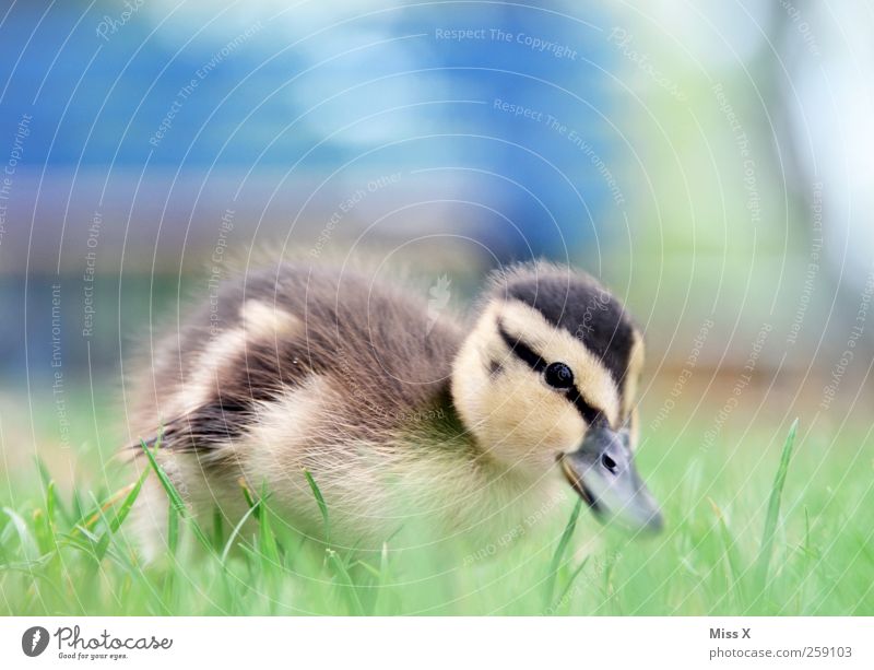 ducklings Grass Meadow Animal Bird 1 Baby animal Cuddly Small Curiosity Cute Chick Duckling Colour photo Exterior shot Close-up Deserted Copy Space top
