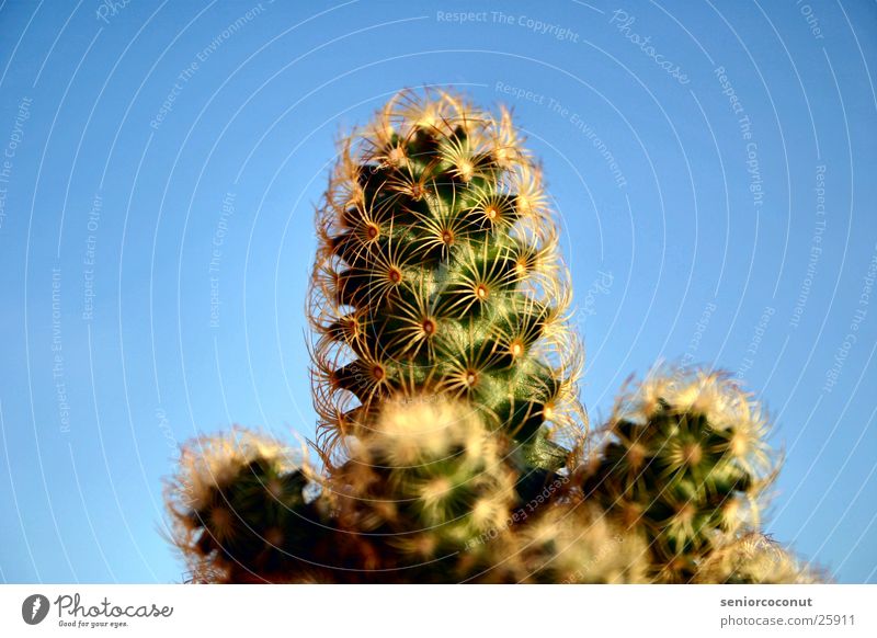 El cactus Cactus Green Plant Sky Thorn