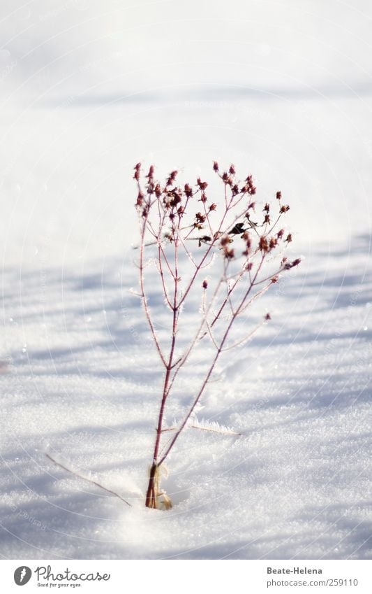 Beloved Winter Snow Winter vacation Nature Plant Sun Beautiful weather Ice Frost Flower Grass Bushes Field Freeze Glittering Esthetic Fantastic Brown Gray White