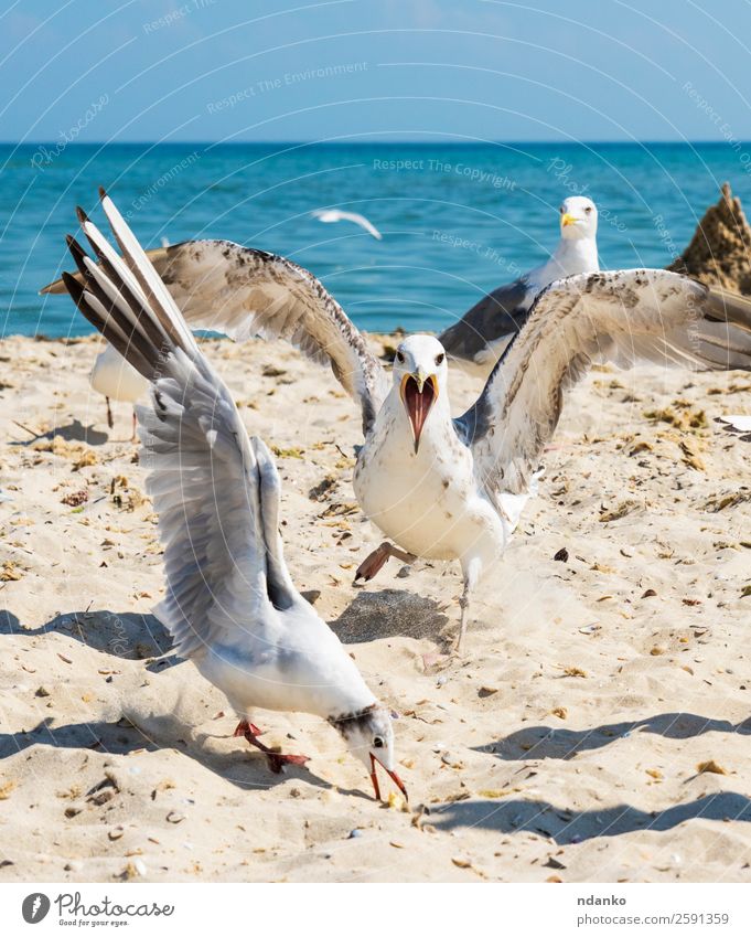 flock of white gulls Vacation & Travel Freedom Summer Beach Ocean Environment Nature Landscape Animal Sand Sky Coast Wild animal Bird Group of animals Flock