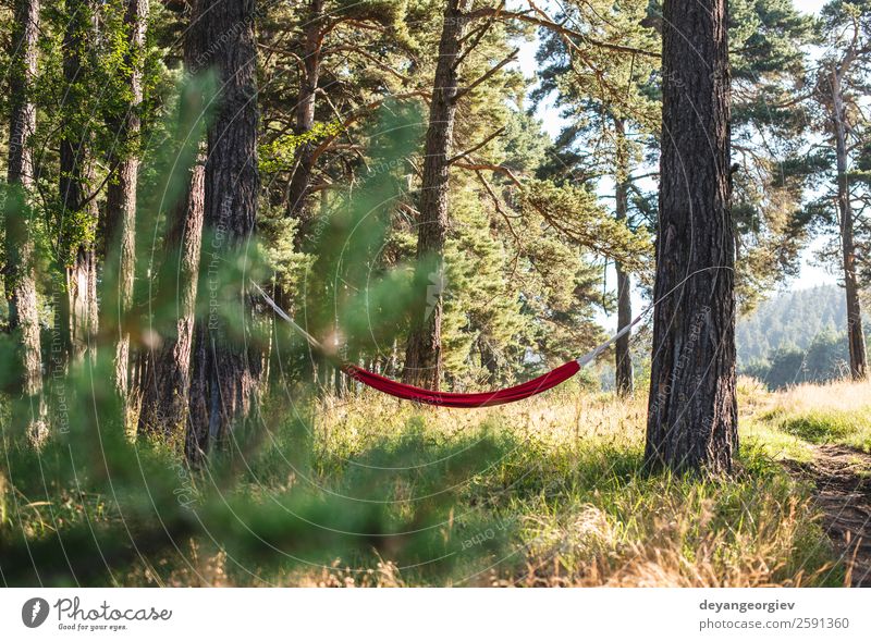 Hammock in the forest Lifestyle Beautiful Relaxation Leisure and hobbies Vacation & Travel Camping Summer Sun Nature Landscape Tree Park Forest Green Red Colour