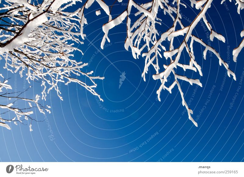 frost Winter Winter vacation Mountain Environment Nature Cloudless sky Climate Beautiful weather Ice Frost Snow Branch Cold Blue White Relaxation