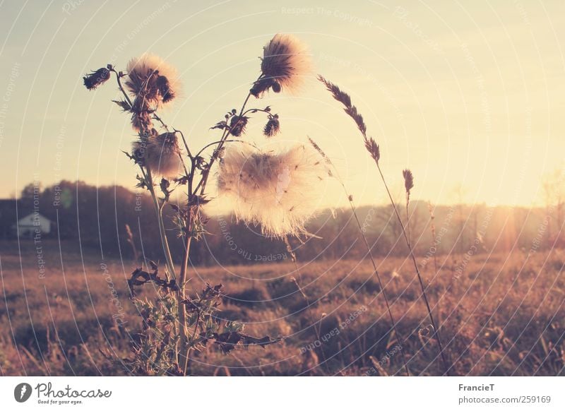 late autumn Nature Landscape Plant Cloudless sky Sun Sunrise Sunset Sunlight Autumn Beautiful weather Flower Grass Wild plant Field Hill Deserted Detached house