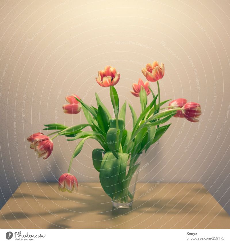 Nine Plant Flower Tulip Bouquet Blossoming Retro Yellow Green Red Spring fever Romance Flower vase Delicate Colour photo Interior shot Deserted Copy Space top