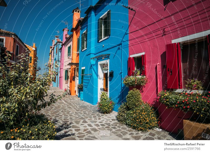 Burano Village Blue Multicoloured Pink Red Plant House (Residential Structure) Paving stone Tourism Italy Colour photo Exterior shot Deserted Copy Space bottom