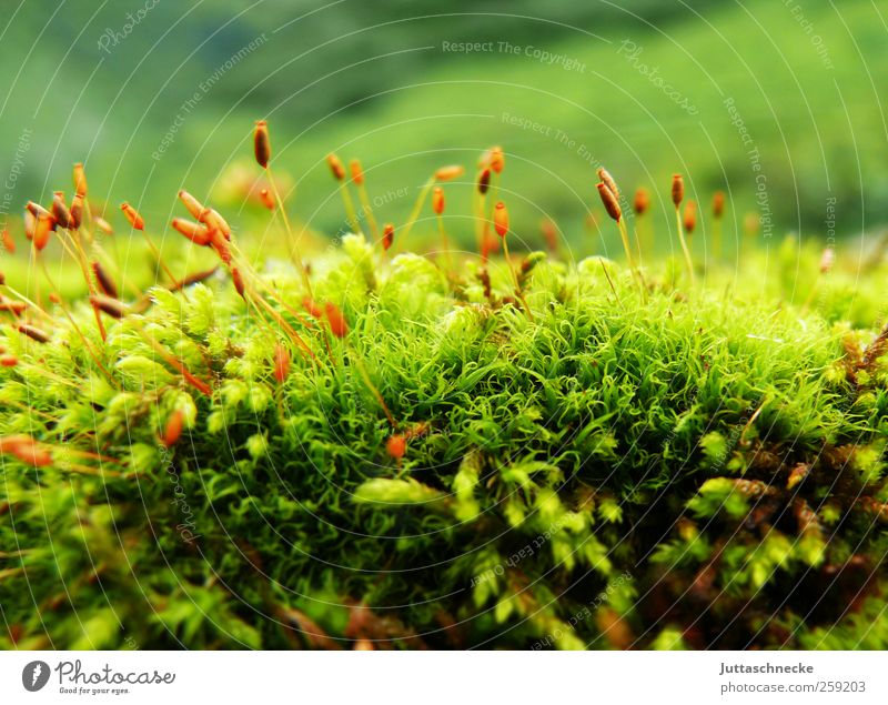 So small, so tender Environment Nature Landscape Plant Earth Spring Summer Moss Foliage plant Wild plant Alps Bog Marsh Deserted Blossoming Faded Growth Fresh