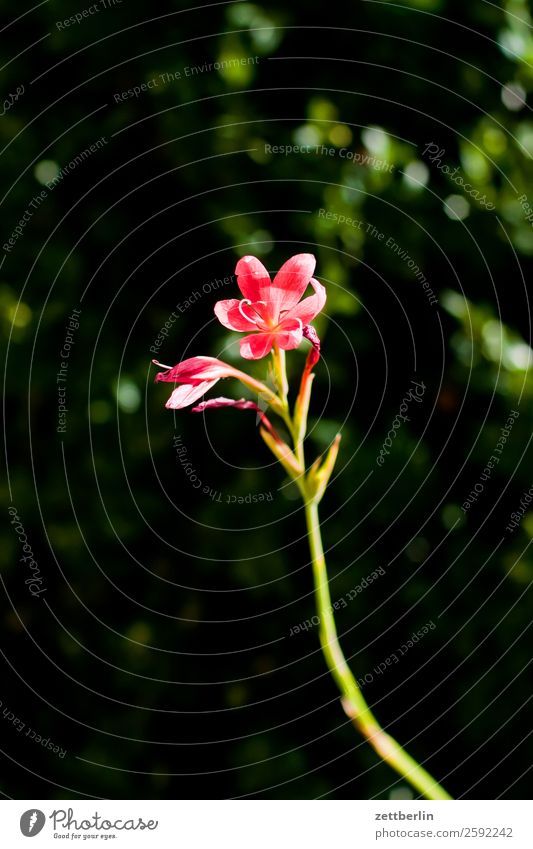 schizostylis coccinea Flower Blossoming Garden Garden plot Garden allotments Deserted Nature Plant Summer Copy Space Depth of field Red sump split stylus