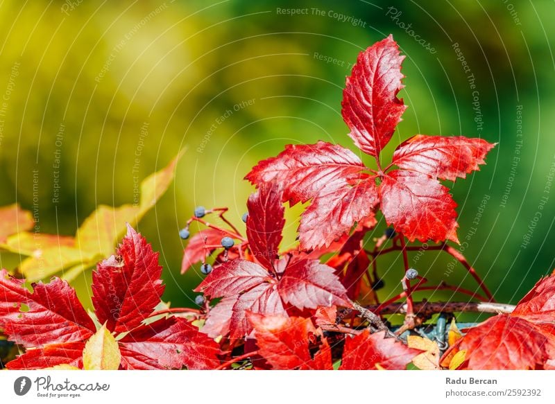 Red Autumn Tree Leaves In Fall Season Leaf Background picture Landscape Forest Yellow Nature Seasons Orange Maple tree Gold Park Beautiful Natural Bright