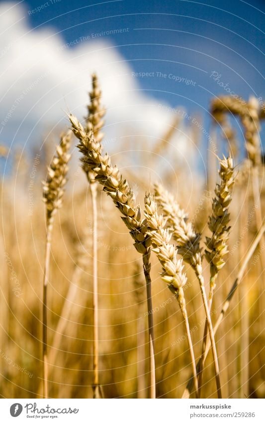 wheat field Grain Agriculture Forestry Landscape Cloudless sky Meadow Field Advancement Contentment Climate Harvest Seasons Agricultural crop agricultural
