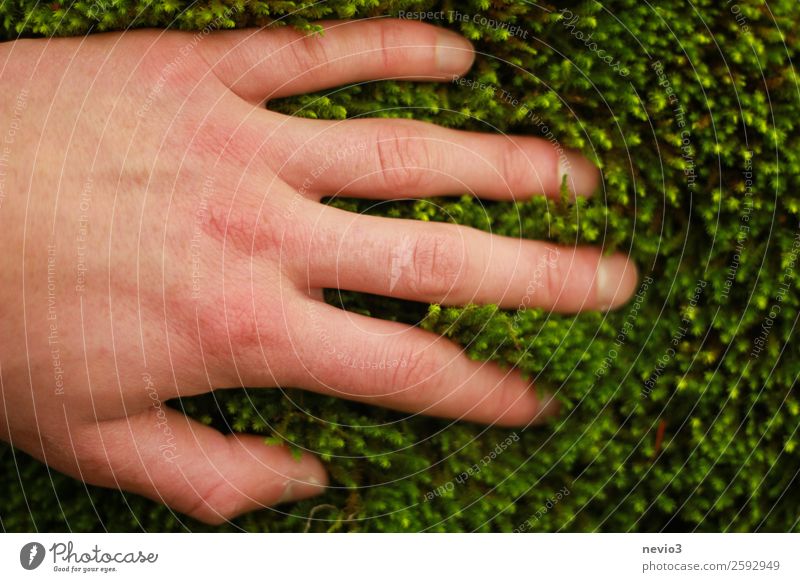 moss carpet Environment Moss Foliage plant Wild plant Green Passion Protection Safety (feeling of) Soft Delicate Light green Carpet of moss Hand Grasp Touch