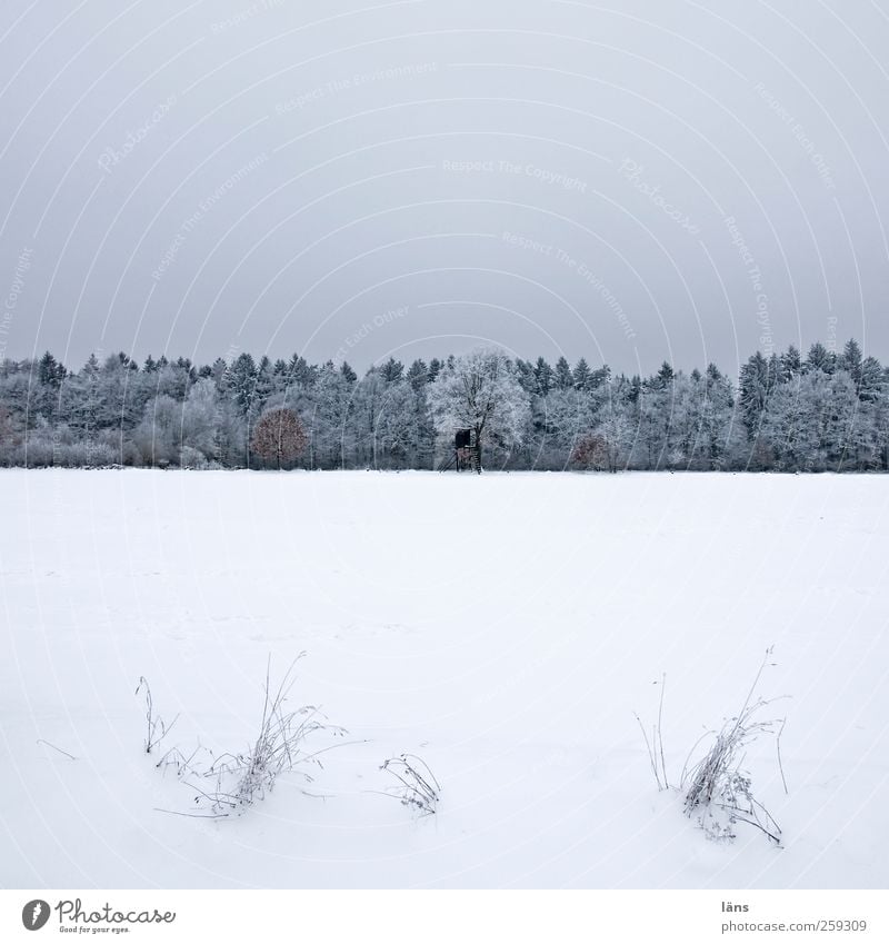 hunter's Latin Snow Plant Sky Winter Tree Grass Field Forest Hunting Blind Gray White Cold Ice Snow layer Snowscape Colour photo Deserted Copy Space top