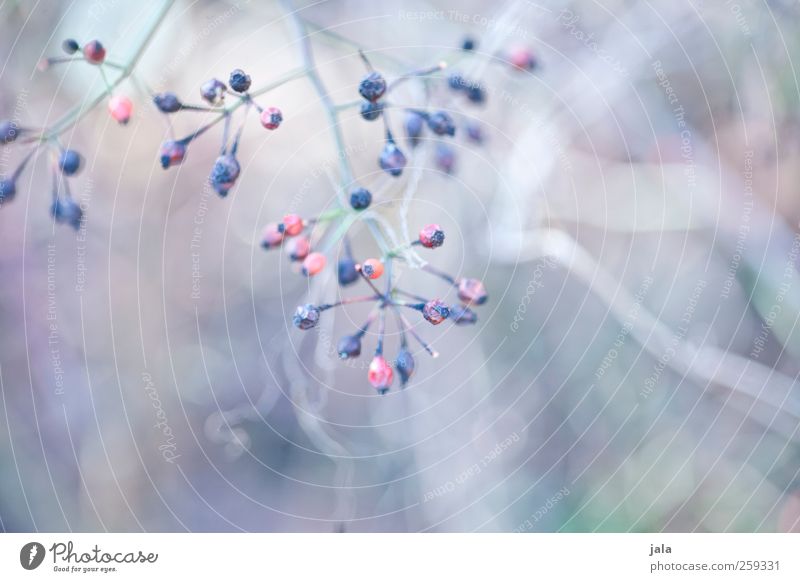 seed heads Environment Nature Plant Spring Bushes Wild plant Esthetic Natural Colour photo Exterior shot Deserted Day Shallow depth of field