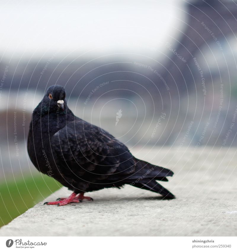 tourist. Paris Tourist Attraction Eiffel Tower Animal Bird Pigeon Crouch Vantage point Posture Place du Trocadero Subdued colour Exterior shot Close-up