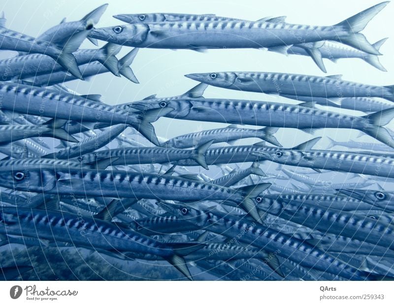 barracuda swarm Dive Environment Animal Water Climate change Coral reef Ocean Fish Flock Hunting Swimming & Bathing Elegant Free Thin Blue Barracuda Italy