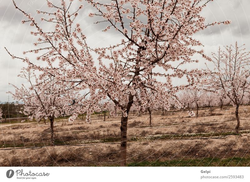 Beautiful almond blossom in a cloudy day Fruit Winter Garden Nature Landscape Plant Sky Spring Tree Flower Leaf Blossom Meadow Blossoming Fresh Natural Blue