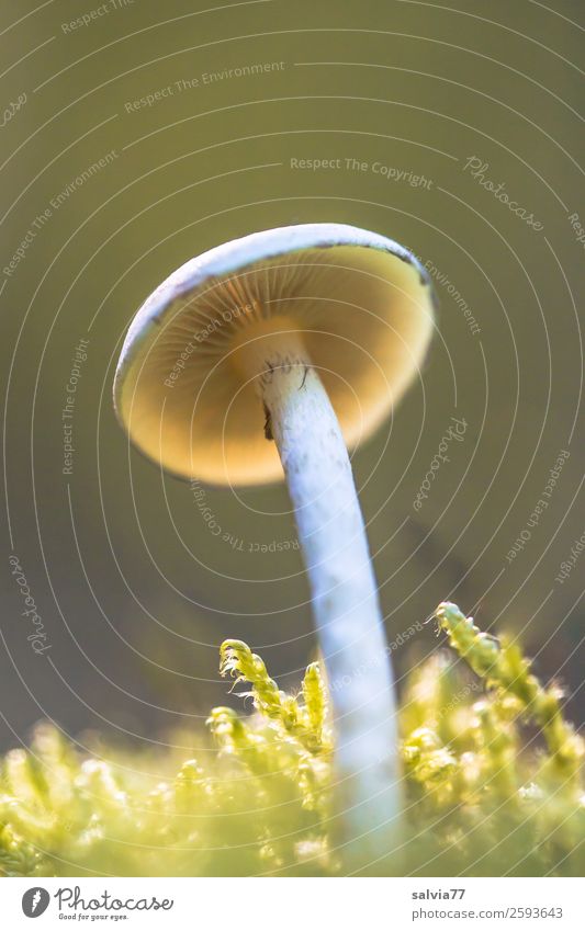 fluorescent screen Nature Autumn Plant Moss Mushroom Mushroom cap Forest Illuminate Stand Brown Green Protection Growth Unwavering October Colour photo