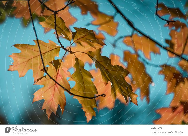 oak leaves Environment Nature Plant Air Sky Autumn Climate Beautiful weather Tree Leaf Oak leaf Twigs and branches Autumnal colours Park Forest Transience