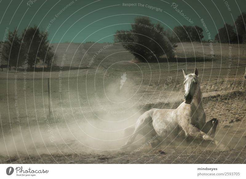 White horse rolling in the dust Nature Earth Sand Summer Drought Animal Farm animal Horse 1 Swimming & Bathing Movement Lie Dirty Natural Dry Turquoise Trust