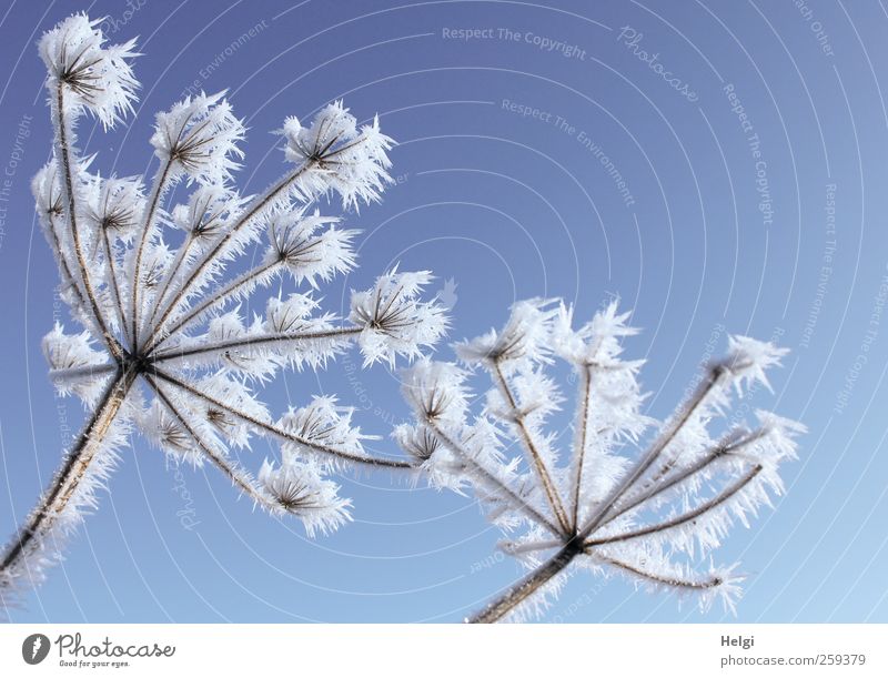 jagged hoarfrost on dried-up flower umbels in front of a blue sky Environment Nature Plant Cloudless sky Winter Beautiful weather Ice Frost Flower Wild plant