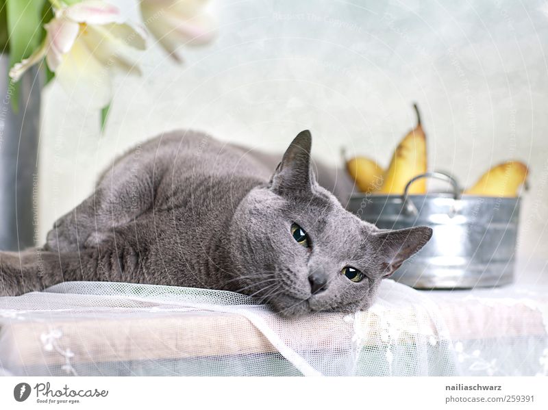 relaxation Food Fruit Pear Nutrition Plant Tulip Blossom Animal Pet Cat Animal face Russian Blue 1 Bowl Wood Metal Relaxation To enjoy Lie Esthetic Elegant