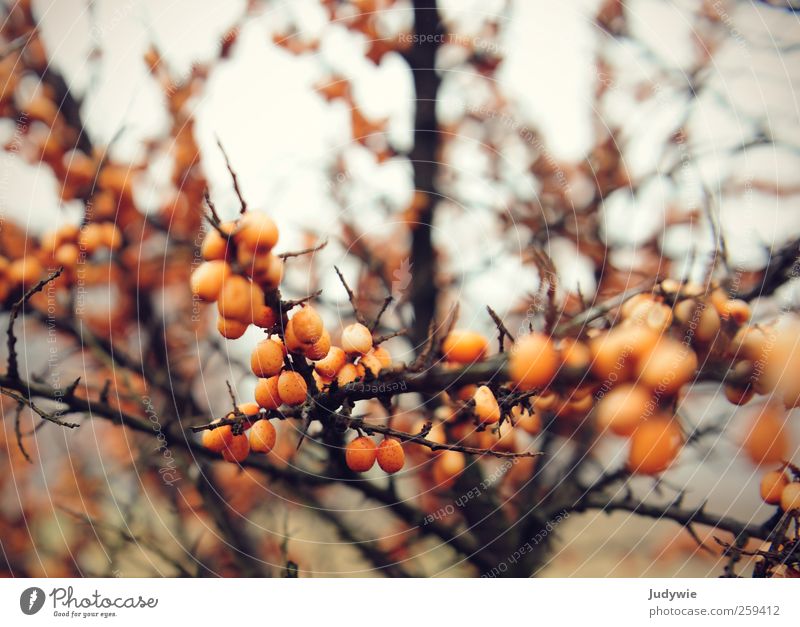 sea buckthorn Environment Nature Plant Autumn Winter Natural Sallow thorn Beach Berries Fruit Thorn Twigs and branches Cold Orange Round Sphere Pallid
