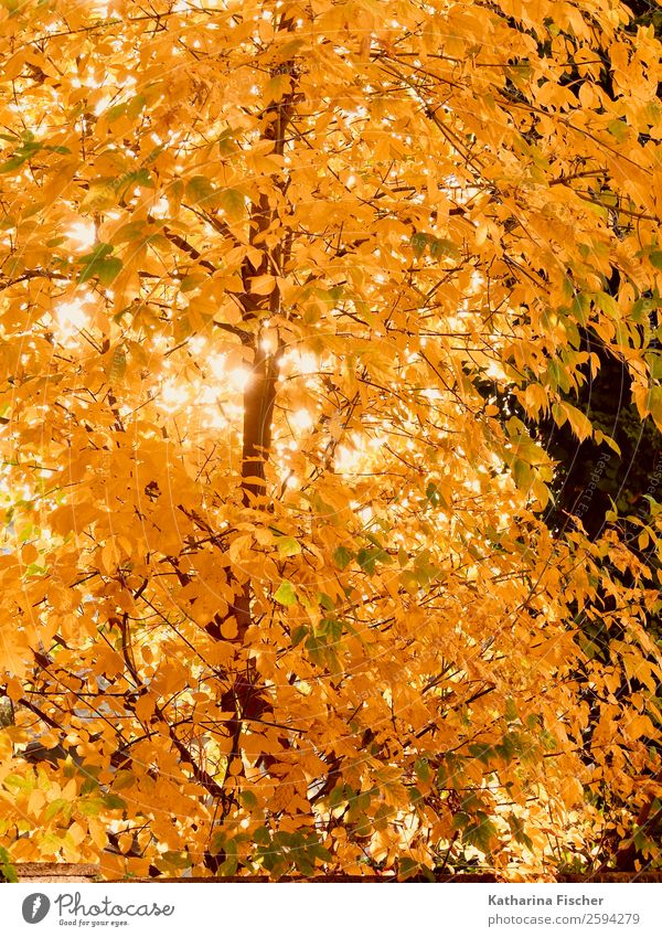 gold rush Environment Nature Spring Autumn Beautiful weather Tree Leaf Garden Park Forest Brown Yellow Gold Orange Red White foliage Deciduous tree