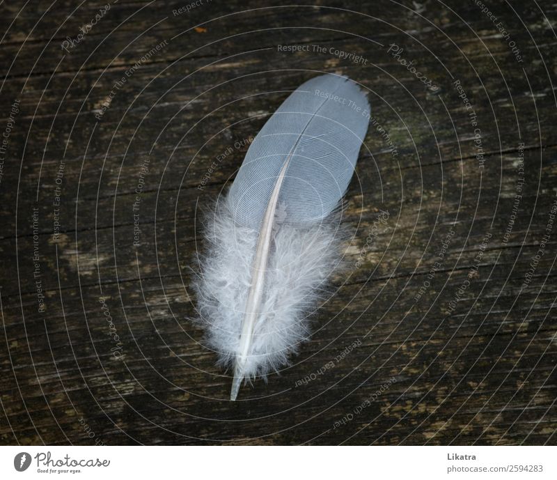 feather Summer Decoration Nature Animal Bird Wood Feather Flying Esthetic Free Beautiful Natural Warmth Brown White Life Purity Discover Freedom Creativity
