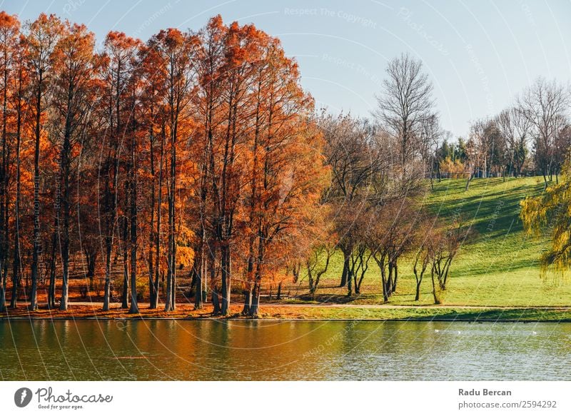 autumn tree landscape photography