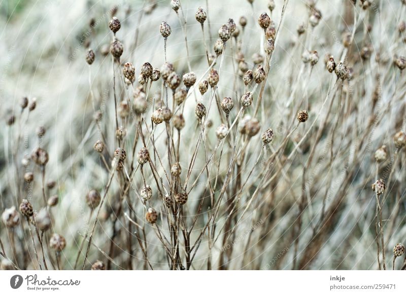 dried flowers Environment Nature Plant Autumn Winter Weather Drought Flower Grass Wild plant Garden Park Meadow Faded To dry up Thin Beautiful Dry Many Moody
