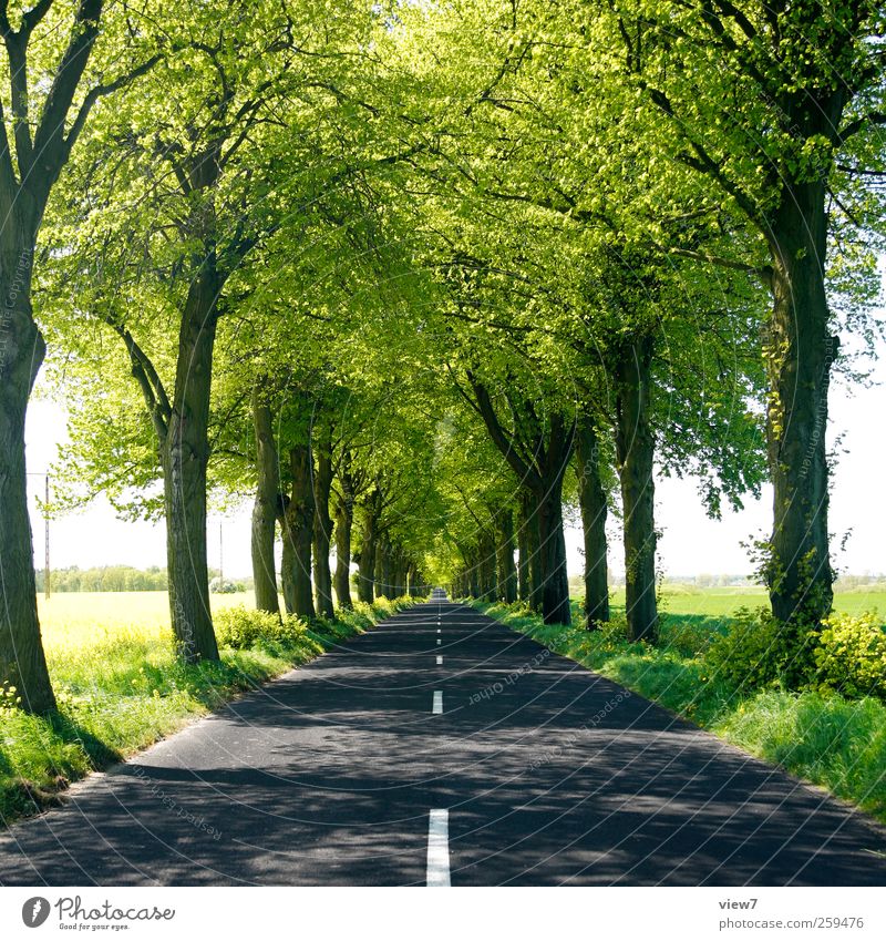 sun avenue Environment Nature Landscape Summer Climate Beautiful weather Plant Tree Transport Traffic infrastructure Motoring Lanes & trails Road sign Line