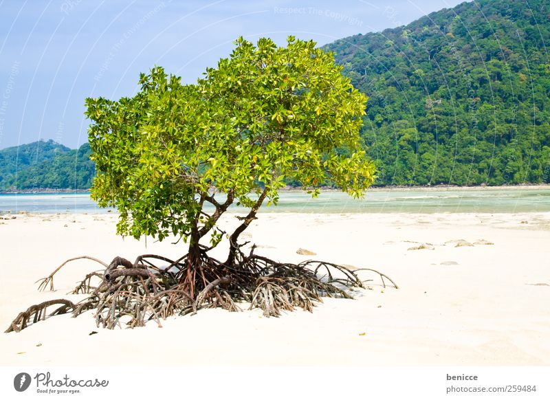 mangrove Mangrove Ocean Beach Sandy beach Thailand Tree Nature Plant Asia Sun Sunbeam Vacation & Travel Travel photography Deserted Symbols and metaphors