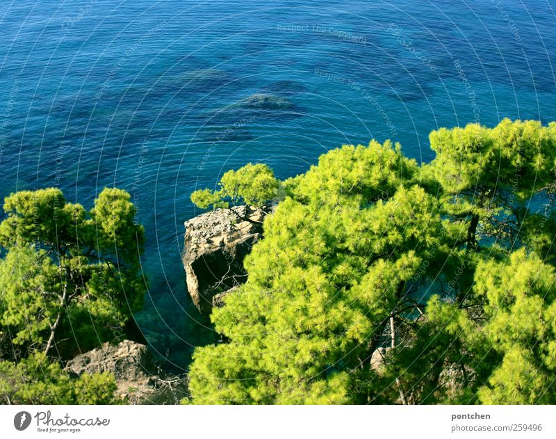 View from above to the sea and pine trees in Greece Vacation & Travel Tourism Summer Summer vacation Ocean Blue green Water Rock Bird's-eye view Calm