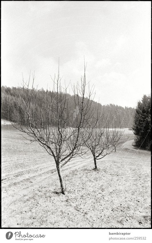 display generic winterly image here Environment Nature Landscape Plant Winter Ice Frost Snow Tree White Cold Branch Analog Black & white photo Exterior shot