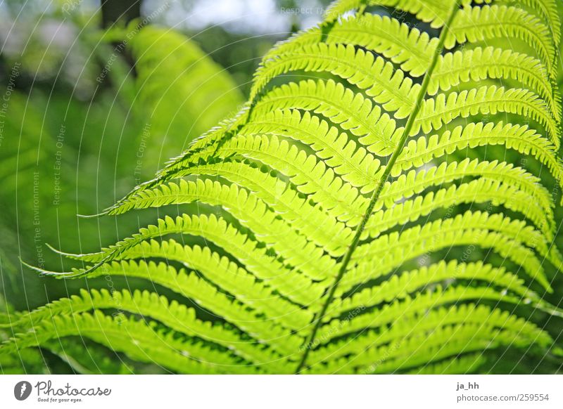 fern Garden Nature Grass Bushes Fern Leaf Foliage plant Wild plant Park Growth Green Environmental protection Gardening Cast Weed Forest plant Global