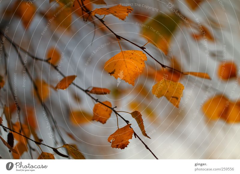 The wind took her from me. Environment Nature Plant Autumn Weather Tree Leaf Gold Gray Black Orange Branch Birch tree Blow Old Past Radiation Colour photo