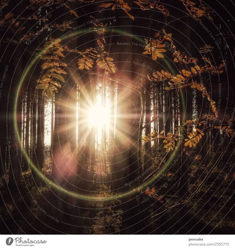 Ring of Fire Nature Landscape Elements Sun Autumn Beautiful weather Tree Leaf Forest Sign Exceptional Bright Round Automn wood Circle Blur Reflection Warmth