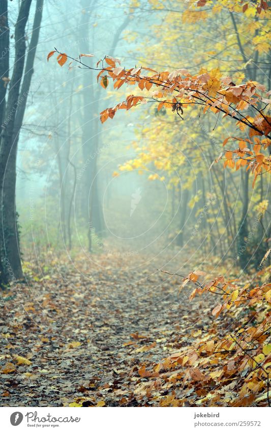 mist walk Autumn Fog Tree Beech wood Beech tree Autumn leaves Automn wood Autumnal colours Forest Footpath Lanes & trails Sadness Grief Autumnal weather