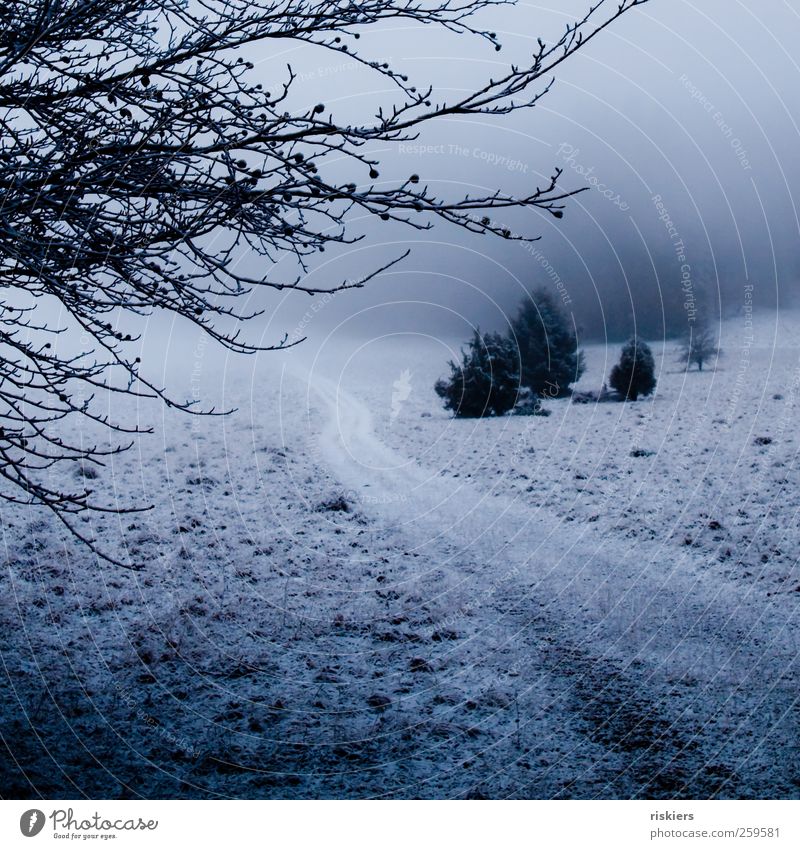 a breath of winter Environment Nature Landscape Winter Fog Ice Frost Snow Meadow Forest Dark Cold Blue Black Lanes & trails Lowland Colour photo Exterior shot