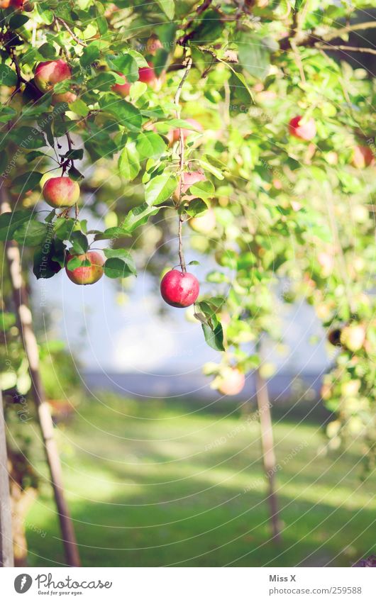 apple Food Apple Nutrition Summer Autumn Tree Growth Small Delicious Juicy Sweet Red Apple tree Fruittree meadow Colour photo Multicoloured Exterior shot