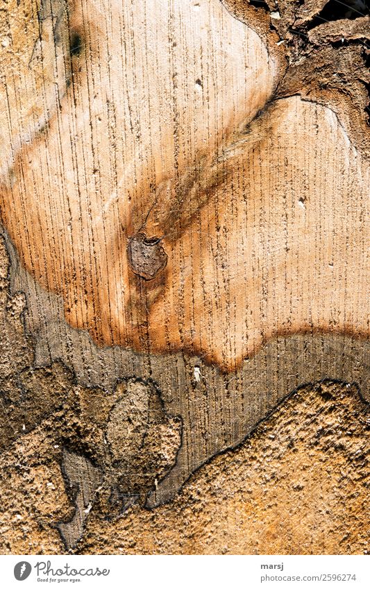 How sliced bread Wood grain Annual ring Uniqueness Natural Brown Cut Maple tree Putrefy cutting surface saw marks Tree bark Strange Colour photo Subdued colour