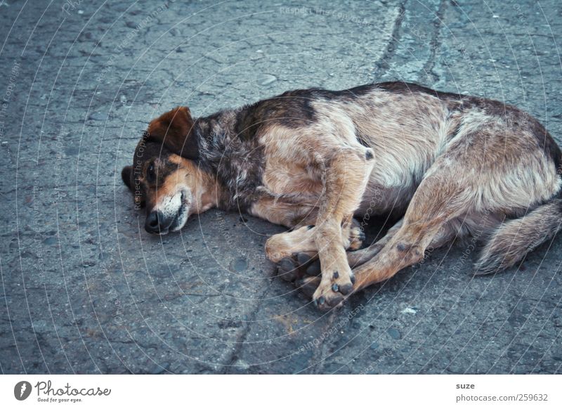 street dog Animal Street Pet Dog 1 Lie Sleep Old Gloomy Gray Sadness Street dog Asphalt Chile South America Crossbreed Shabby Fatigue Loneliness Puppydog eyes