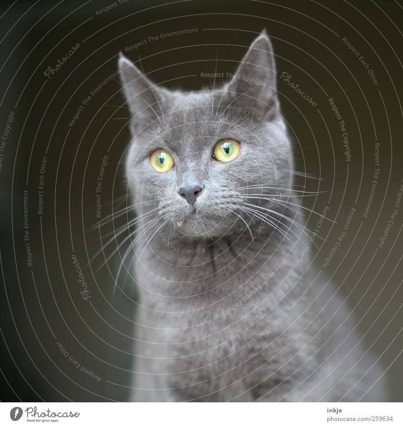 fluff Pet Cat Animal face Domestic cat Whisker 1 Observe Discover Crouch Looking Wait Simple Beautiful Curiosity Cute Point Soft Gray Emotions Moody