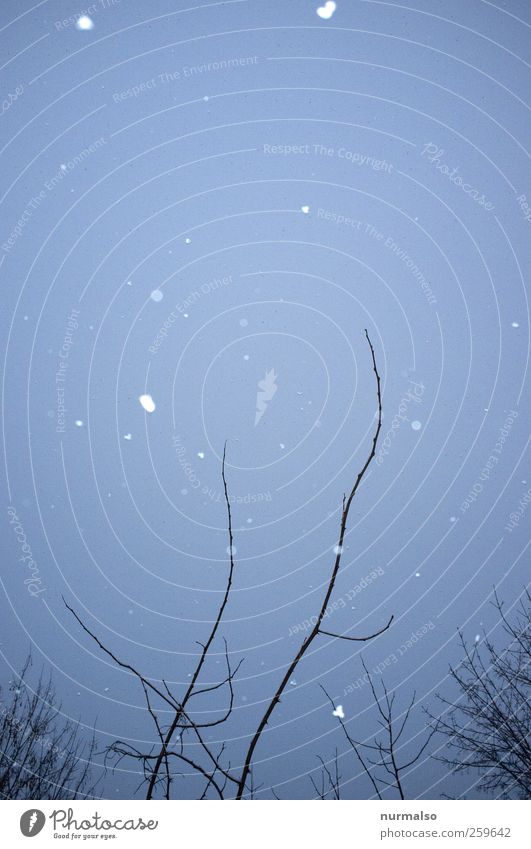 snowflakes Art Environment Nature Plant Animal Sky Winter Bad weather Ice Frost Snow Snowfall To fall Freeze Dark Nerdy Trashy Gloomy Moody Fear Cold