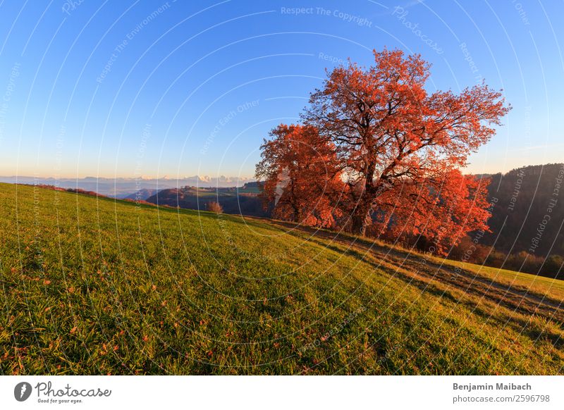 Autumn tree in the evening sun Nature Landscape Plant Sky Cloudless sky Sunlight Beautiful weather Tree Field Hill Alps Lanes & trails Blue Green Orange Red