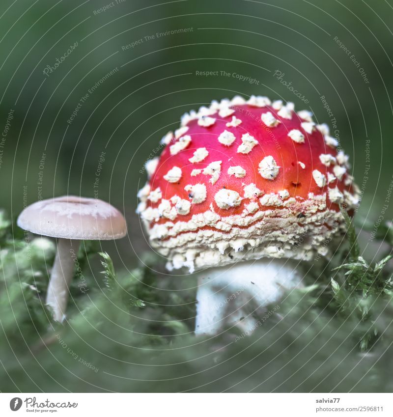 Unequal pair Nature Plant Autumn Moss Wild plant Mushroom Amanita mushroom Poisonous plant Forest Growth Together Green Red White Esthetic Colour Happy Calm