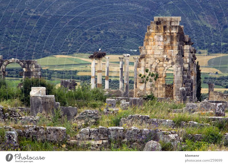 Old Roman Columns and Citry Entrance, Volubilis, Morocco Landscape Earth Sky Tree Town Ruin Architecture Monument Stone Historic history column World heritage