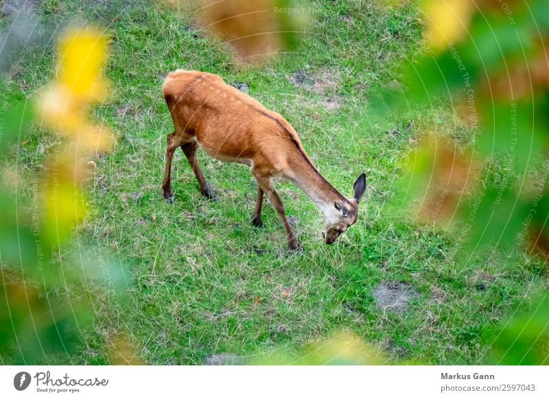 a red deer in the green meadow Eating Beautiful Summer Woman Adults Nature Landscape Animal Grass Meadow Forest Aircraft Fur coat To feed Stand Cool (slang)
